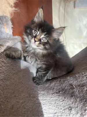 Main Coon Kitten Bild 7