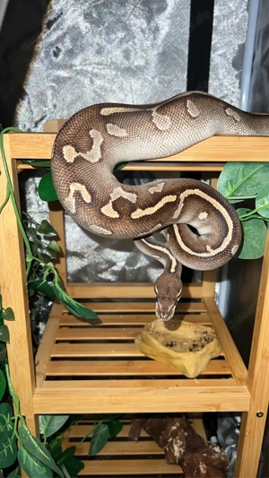 0.1 Black Head Mojave Yellow Belly Red and Ringer Gen NZ20