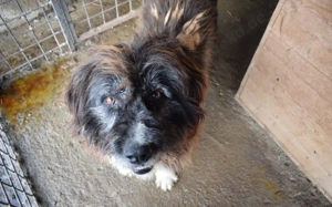 Kuno sucht sein Glück