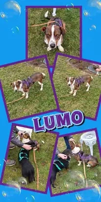 lieber, wunderschöner, verkuschelter Rüde "Lumo" sucht ein liebevolles Zuhause