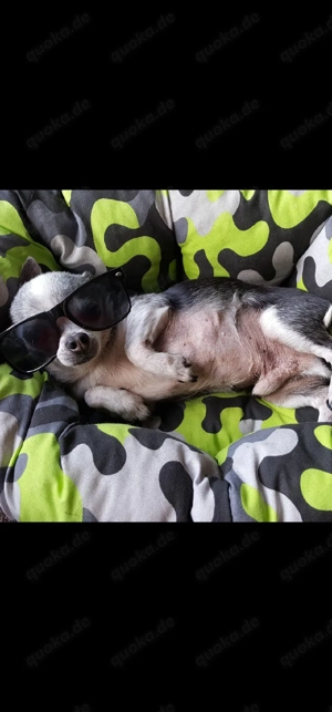 GESUCHT Mini Chihuahua