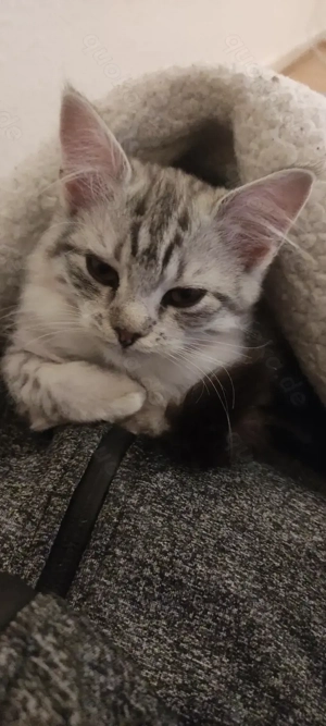 Dringend! Mixkitten Maine coon