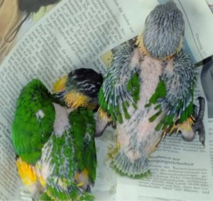 Suche Grünzügelpapagei jung zum Handaufziehen