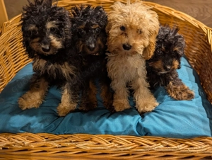 Liebe Cockapoo,Cockerpoo,Cockerdoodle Welpen 