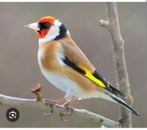 Suche Stieglitz Major Hahn 