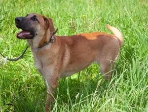 Junge hübsche Leia sucht Familie