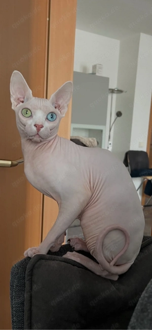 Deckkater Canadian Sphynx 