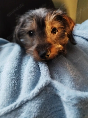 Yorkshire Terrier mix Welpe Rüde kleinbleibend abzugeben 