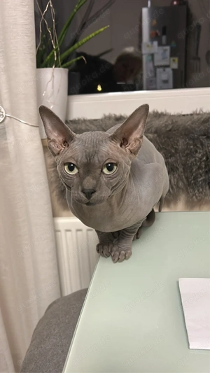 Sphynx Kater   Raum Hemmingen   Hannover