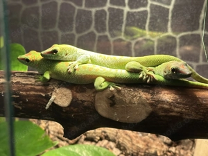 **Phelsumen Grandis**Großer Madagaskar-Taggecko**
