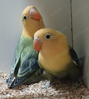 Pfirsichköpfchen Neumutation aqua