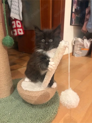 Main Coon Kitten Bild 10