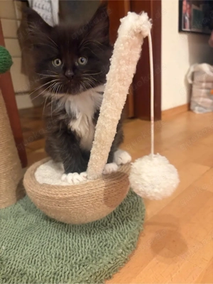 Main Coon Kitten Bild 8