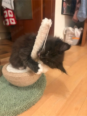Main Coon Kitten Bild 9