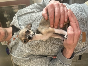 Reinrassiger Chihuahua Rüde  