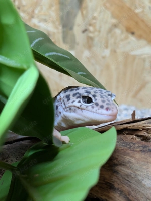 Leopardgecko Mack Snow Eclipse Männchen