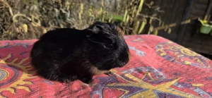 Meerschweinchen Dame abzugeben 