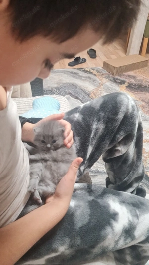 Britisch Kurzhaar Babykatzen - alle weiblich