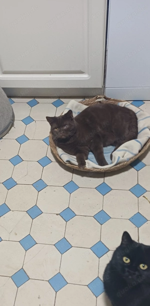 Junger BKH-kastrat in choco