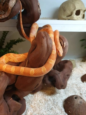 Kornnatter, Corn Snake, Orange Het Motley