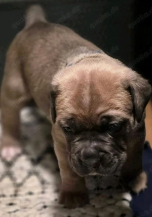 Cane corso  Bild 3