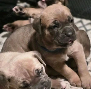 Cane corso  Bild 2
