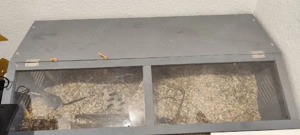 Rennmaus mit Terrarium 