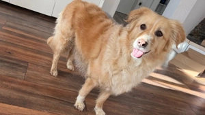 Laika sucht eine neue Familie!