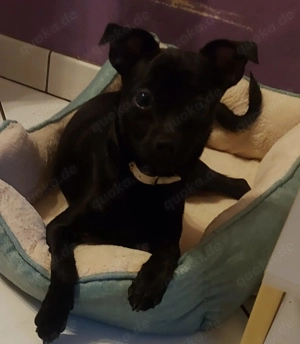 Chihuahua-Mix Tieger, geb. Sept. 2025