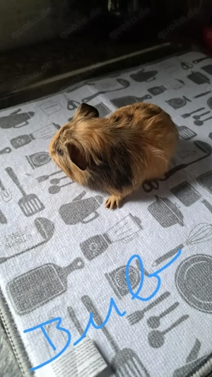 Meerschweinchen babys buben