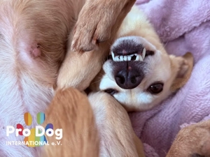 Kleine liebe Linny (7) sucht ein Zuhause 