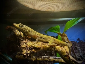 Nachzuchten Anolis sagrei, Anolis roquet summus, Lygodactylus williamsi