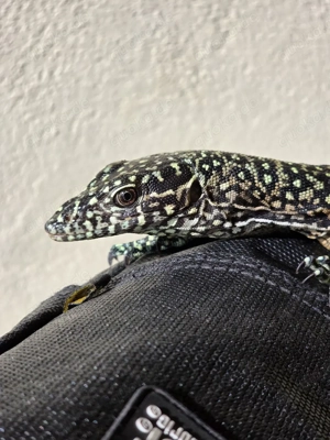 Blauschwanzwaran   Varanus doreanus