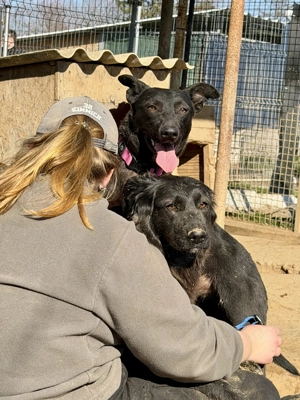 Viktoria , z. Zt. in Ungarn, ist ein typischer Welpe.  Bild 7