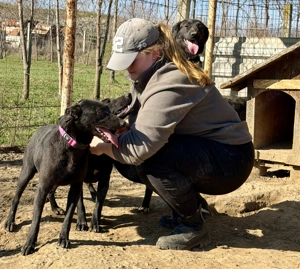 Viktoria , z. Zt. in Ungarn, ist ein typischer Welpe.  Bild 4