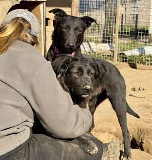 Viktoria , z. Zt. in Ungarn, ist ein typischer Welpe.  Bild 6