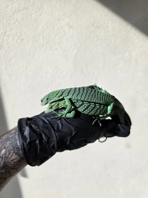 Grüner Smaragdwaran   Varanus prasinus