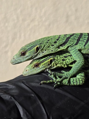 Grüner Smaragdwaran   Varanus prasinus