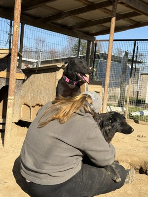 Viktoria , z. Zt. in Ungarn, ist ein typischer Welpe.  Bild 3