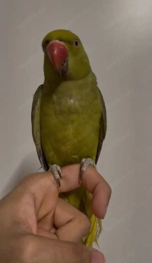 Handzahmen Halsbandsittich