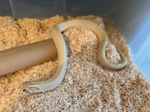 0.1 hackennasennatterToffeebelly Superconda