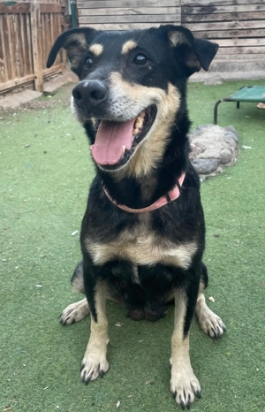 Lima -  zugewandte Mischlingshündin sucht liebevolles Zuhause