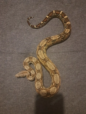 0.1 boa imperator nz25 