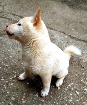 Shiba Inu Welpe in liebevolle Hände abzugeben  Bild 3