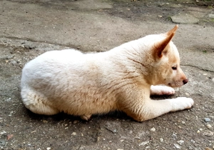 Shiba Inu Welpe in liebevolle Hände abzugeben  Bild 6