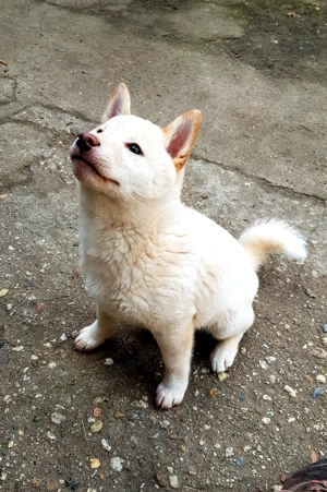 Shiba Inu Welpe in liebevolle Hände abzugeben  Bild 5
