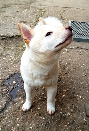 Shiba Inu Welpe in liebevolle Hände abzugeben  Bild 2