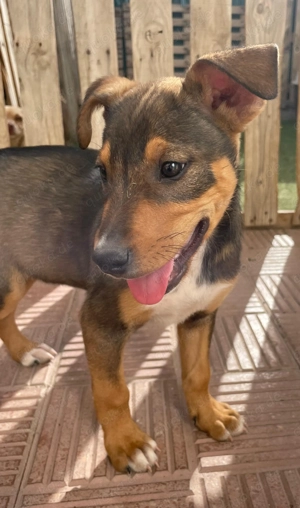 Mango und seine Geschwister suchen ihr Zuhause