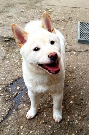 Shiba Inu Welpe in liebevolle Hände abzugeben 