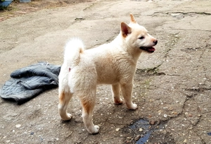 Shiba Inu Welpe in liebevolle Hände abzugeben  Bild 7